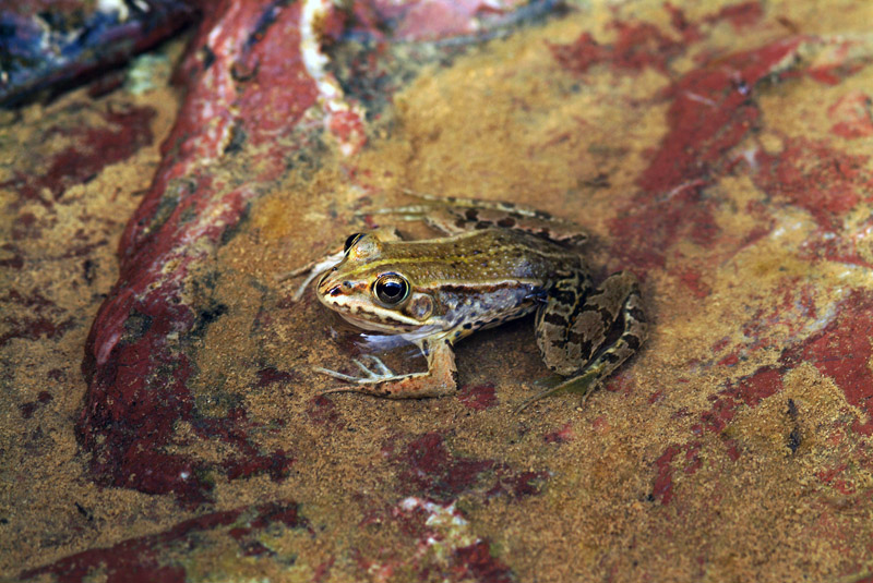 Determinazione rana - Pelophylax sp. (Livorno)